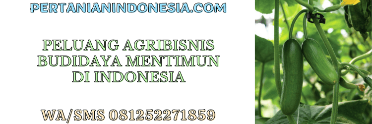 peluang,agrobisnis,agribisnis,budidaya,budidaya mentimun